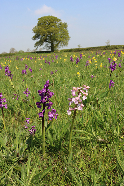 Anacamptis morio
